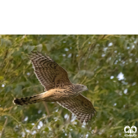 گونه طرلان Northern Goshawk 